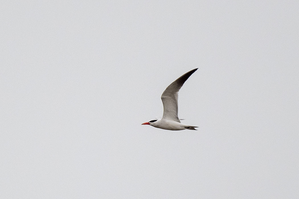 Common Tern
